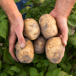 hand with potatoes